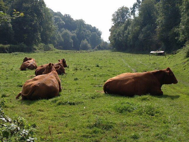 Cattle on the valley floor. These fine beasts (I was glad they didn't get up, as animals usually do) have appeared in the three days since 965405 was taken; otherwise, the views are very similar. This is a distinctive steep-sided little valley in the Devonian limestone, crossed by the lane between Ipplepen and Wrenwell, and watered by the modest stream that swelled so dramatically in 829868.