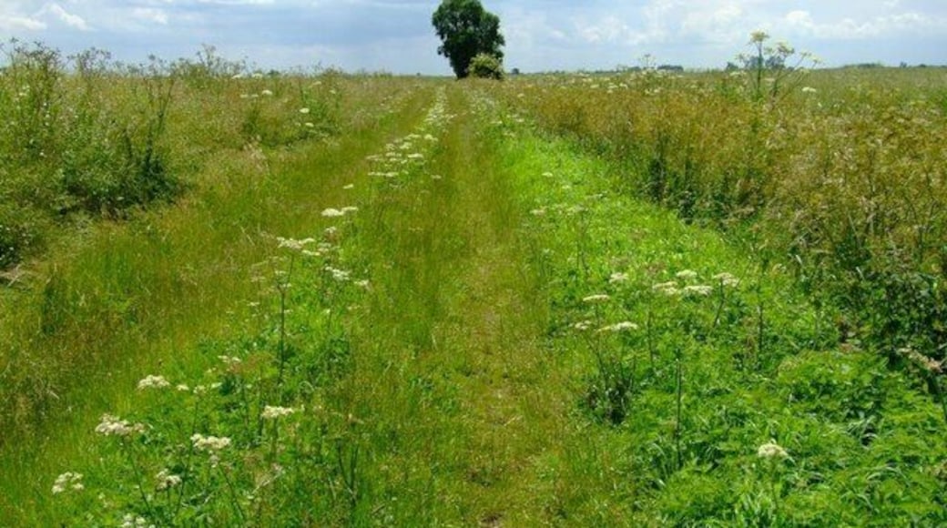 Flower lined Track Summer wild flowers edge the track between fields of Oilseed Rape to the South of Long Drove, Rippingale Fen.