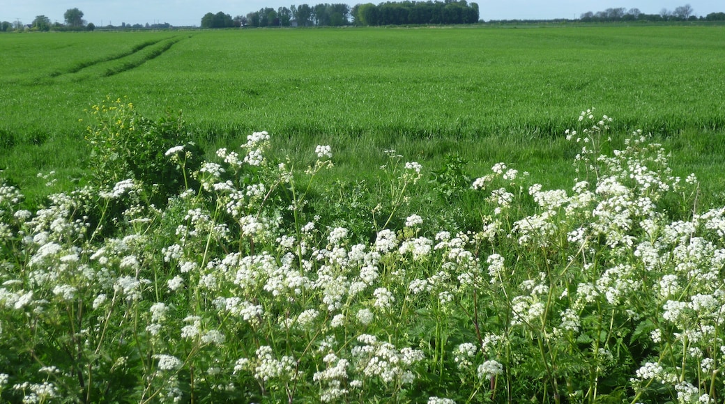 View of Site of Settlement on Rippingale Fen.