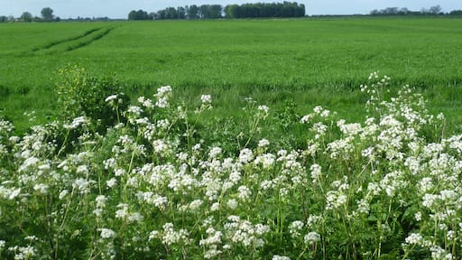 View of Site of Settlement on Rippingale Fen.