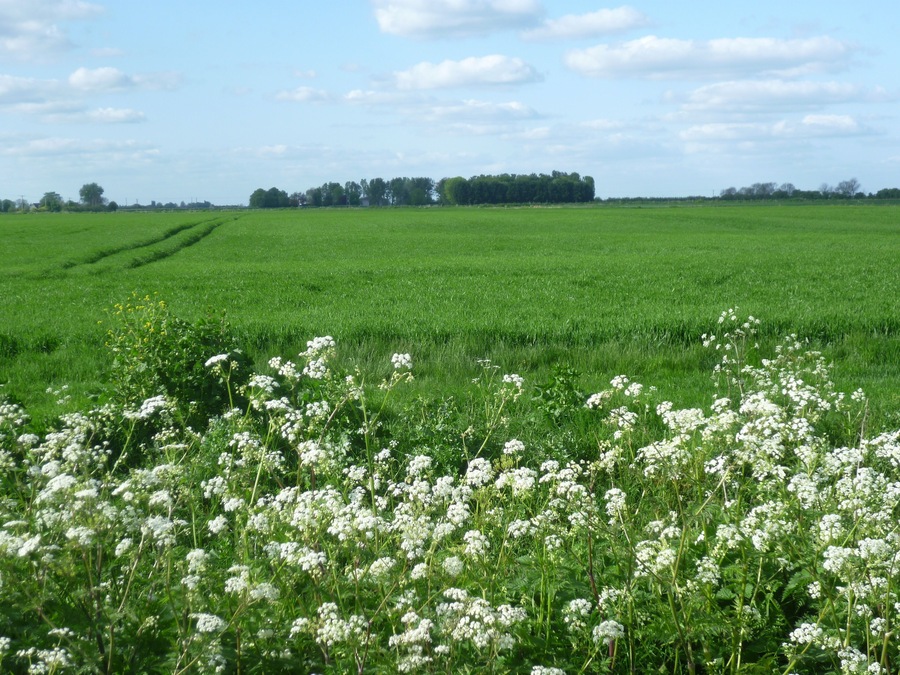 View of Site of Settlement on Rippingale Fen.