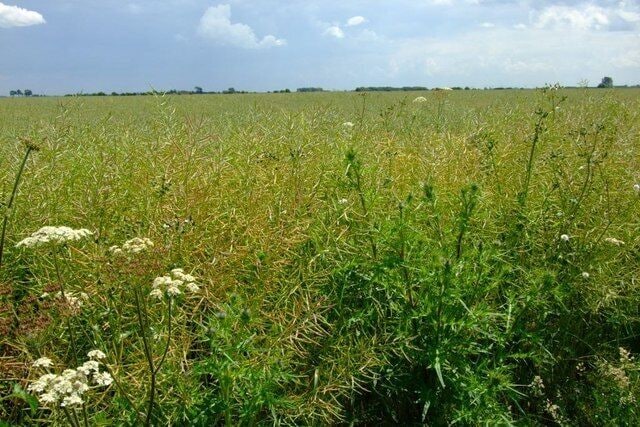 Hectares of Bio-fuel Cow Parsley panicles beside an unbroken sea of Oilseed Rape growing in Rippingale Fen.