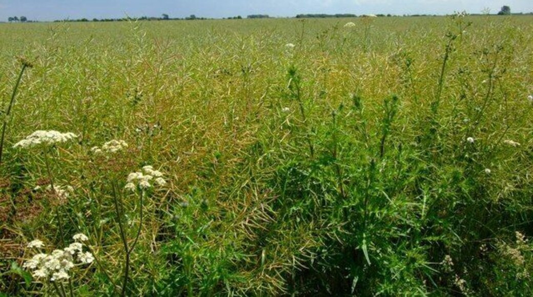 Hectares of Bio-fuel Cow Parsley panicles beside an unbroken sea of Oilseed Rape growing in Rippingale Fen.