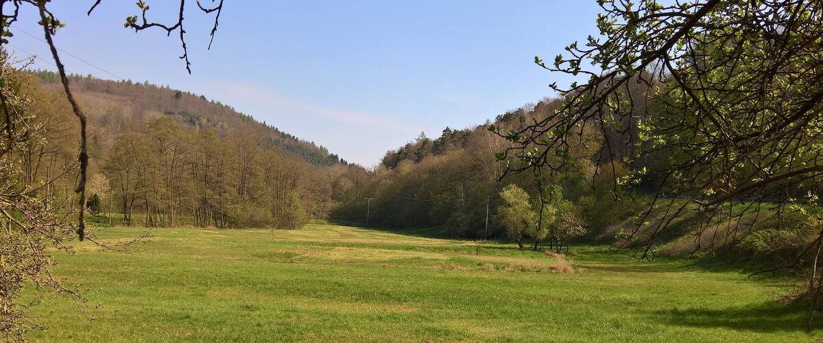 A grassy field with trees and hills in the background.