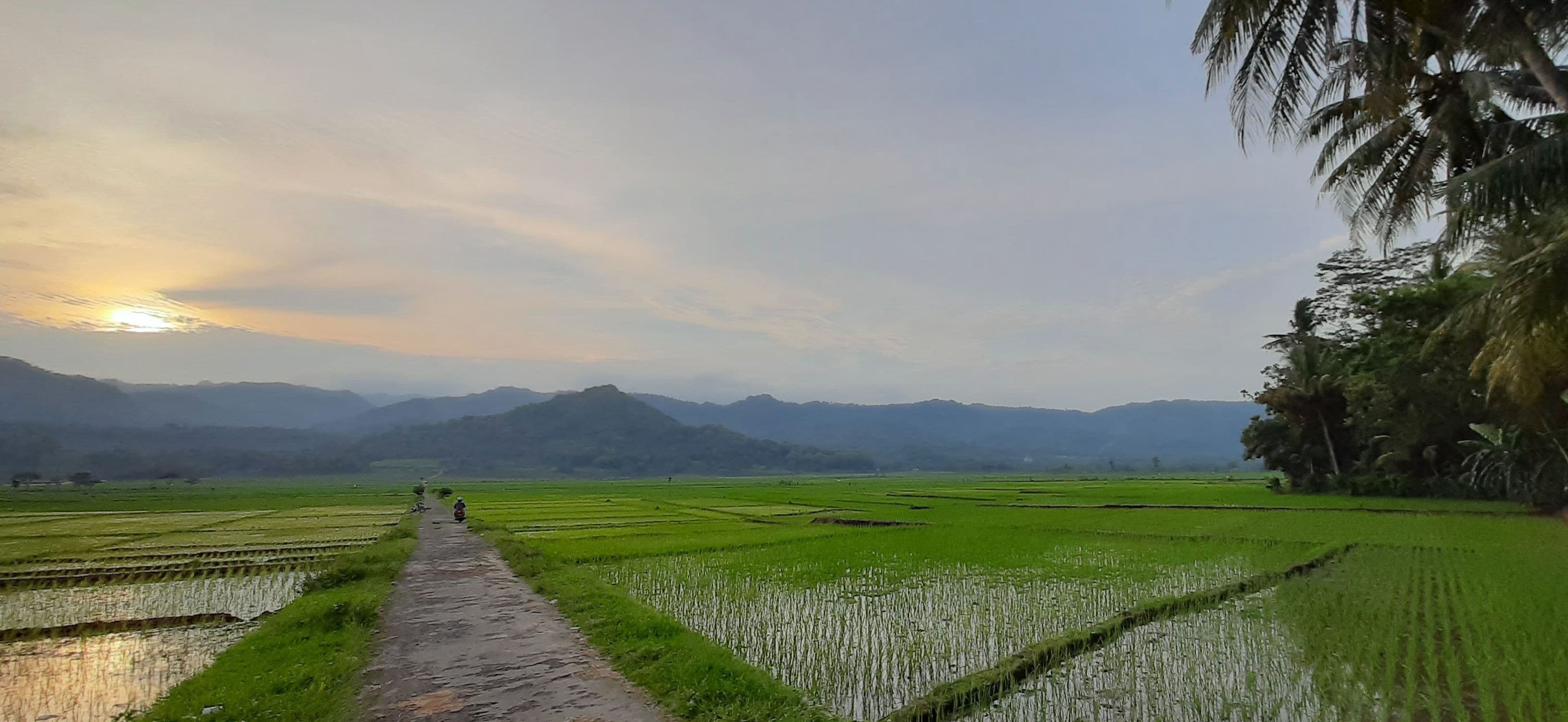 Fresh planted rice seedlings in reflecting water of a rice field