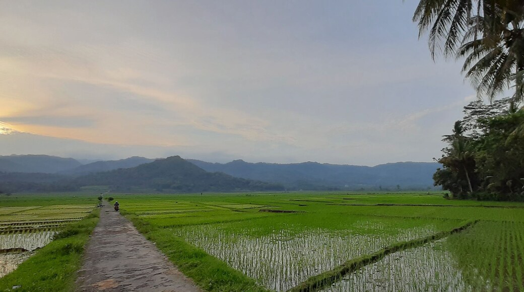 Fresh planted rice seedlings in reflecting water of a rice field
