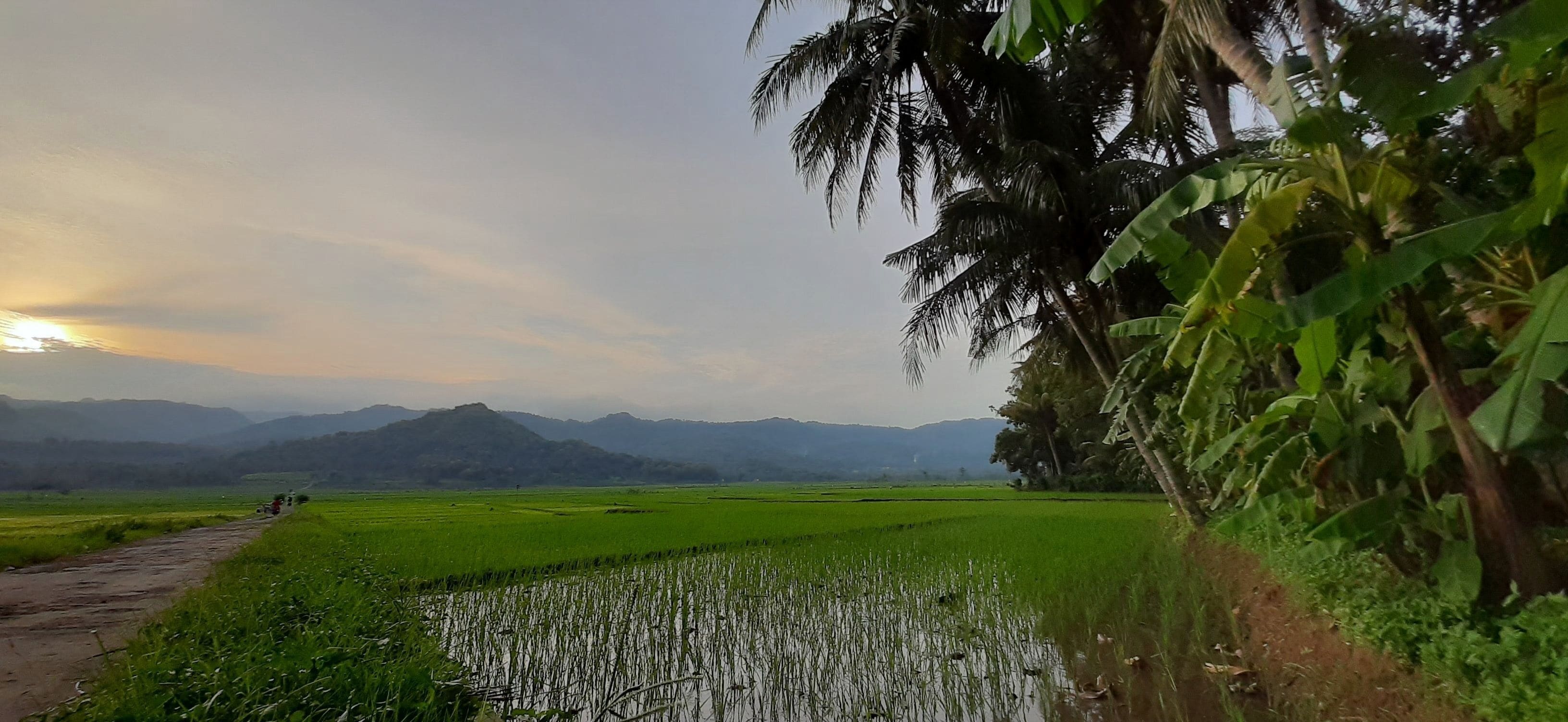 Fresh planted rice seedlings in reflecting water of a rice field