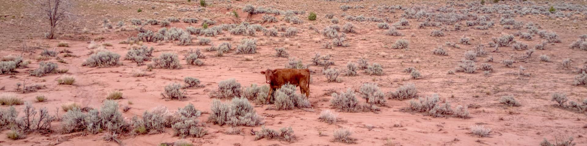 A Cow in the Foreground of the Red Rock Cliff Mountains in Apple Valley, Utah