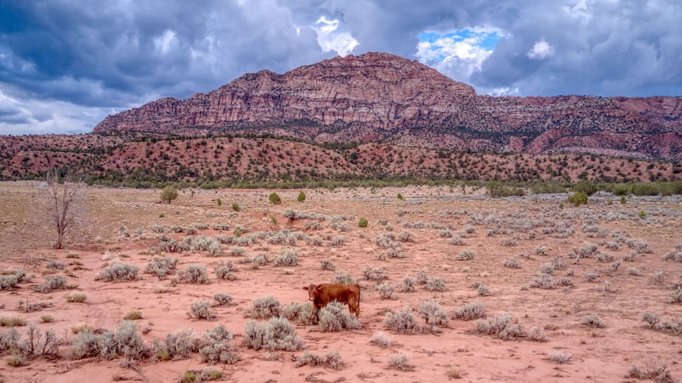 A desert landscape with sparse vegetation and a mountain range in the background.