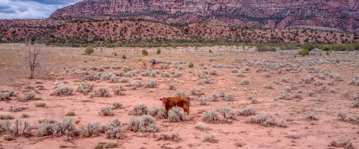 A desert landscape with sparse vegetation and a mountain range in the background.