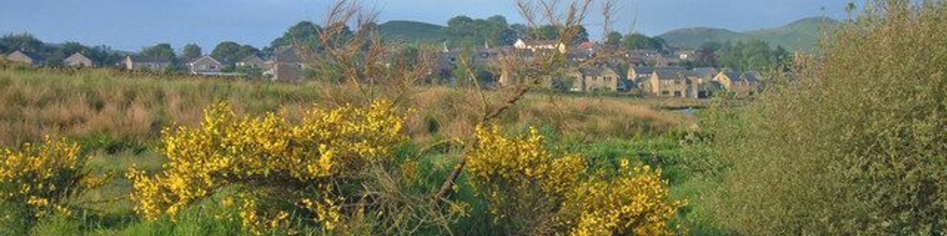Paisaje rural con campos verdes, arbustos floridos de color amarillo y casas a lo lejos.
