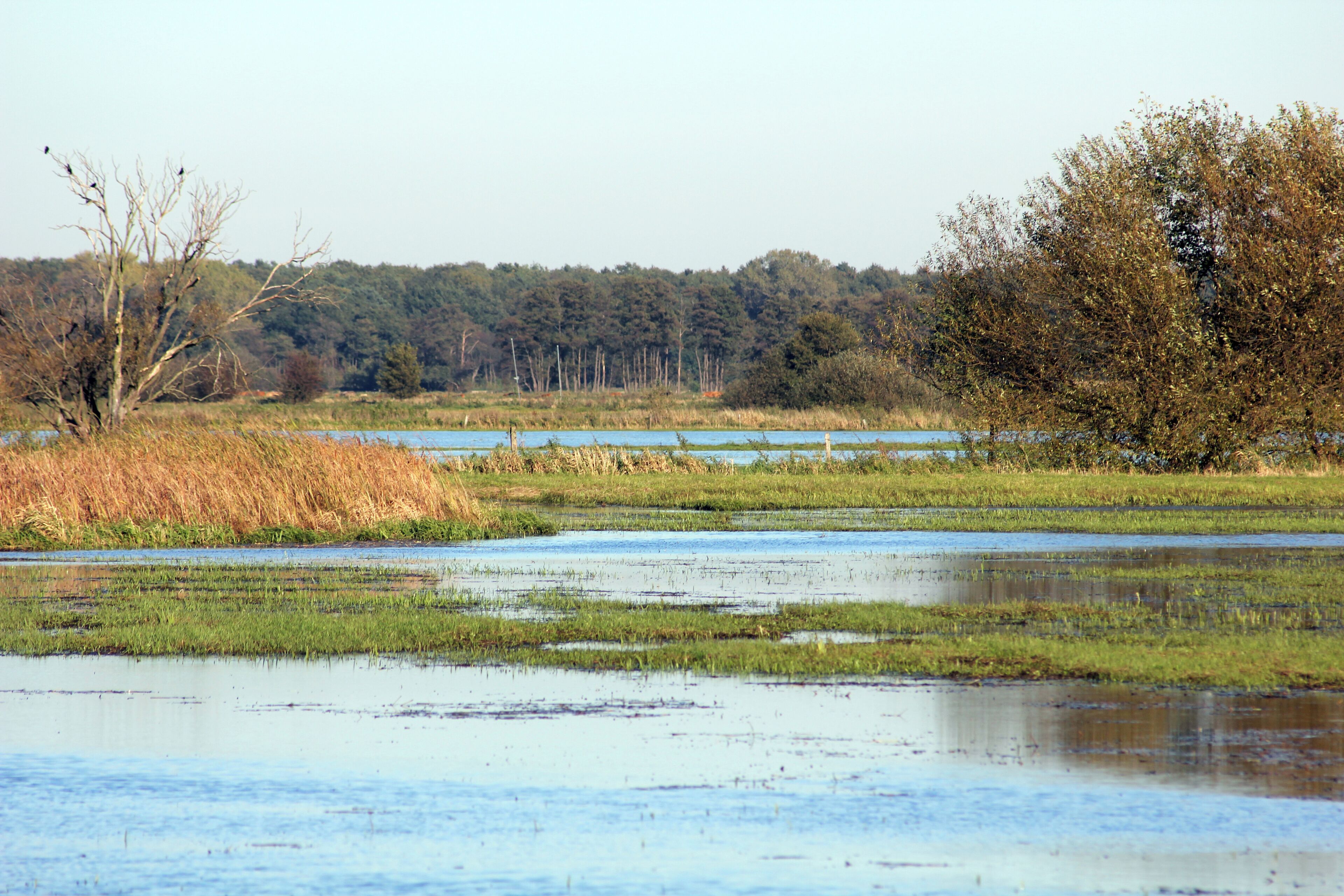Wet meadows of the river Wümme.