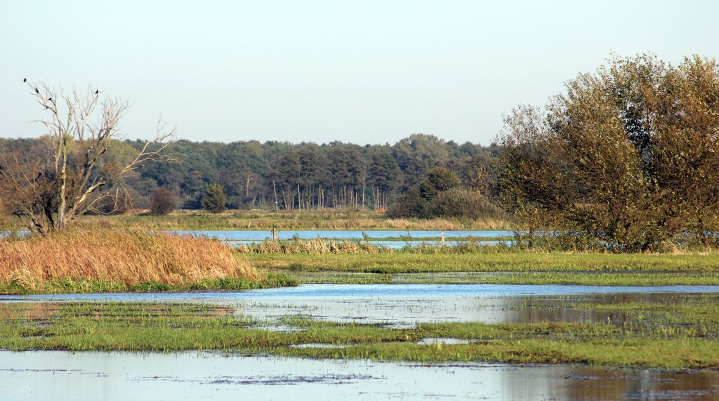 Wet meadows of the river Wümme.