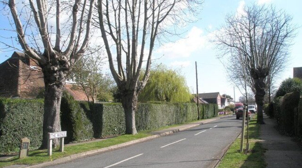 Looking eastwards along The Avenue