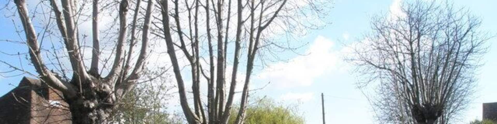 Looking eastwards along The Avenue