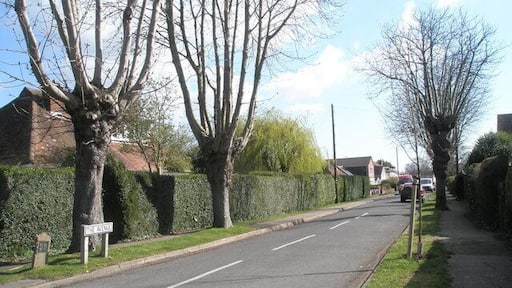 Looking eastwards along The Avenue