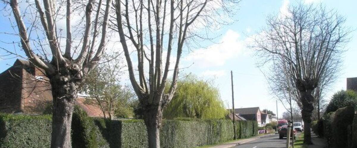 A quiet suburban street with a sign reading "THE AVENUE" and houses on both sides.