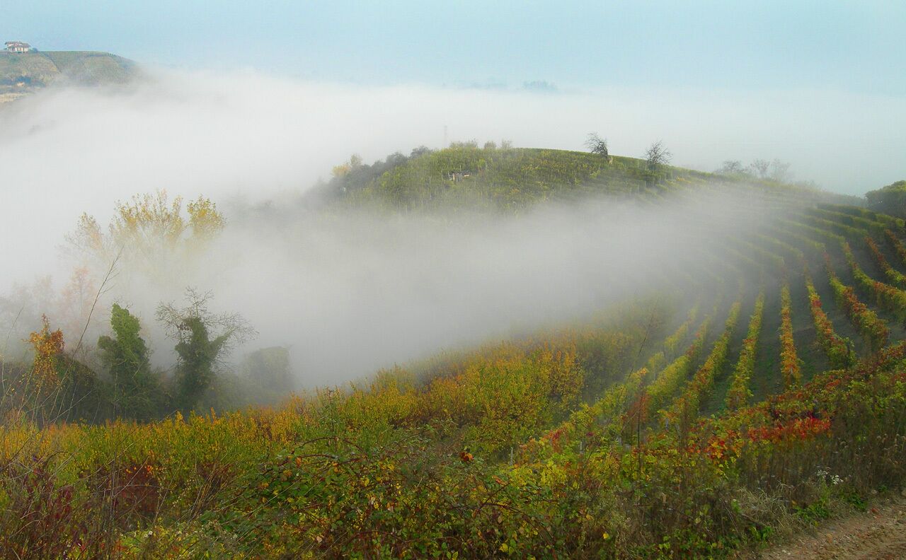 Vigne in autunno (vineyards in Autumn)