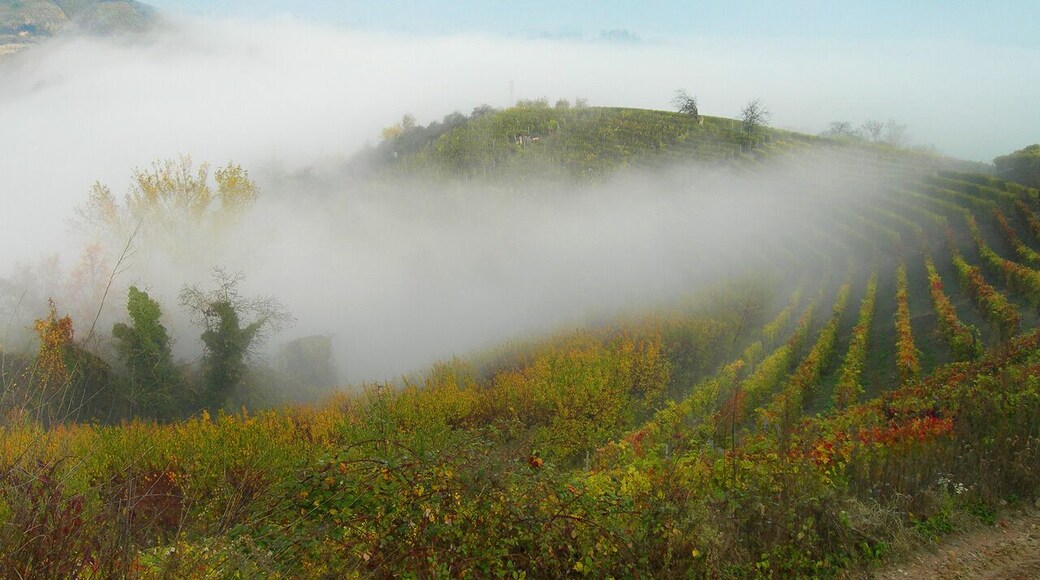 Vigne in autunno (vineyards in Autumn)