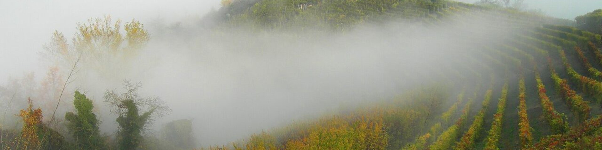Un viñedo brumoso con hileras de vides y un edificio en la cima al fondo.