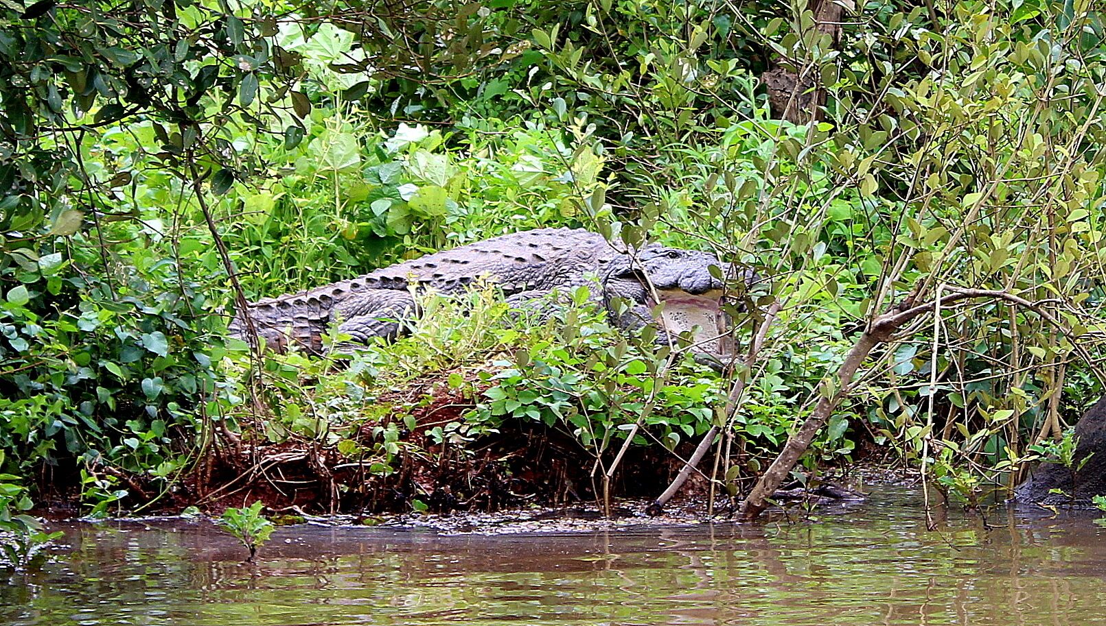 Spotted this scary but spectacular crocodile while sailing through the backwaters of Goa. Its a beauty but reptiles do give me goosebumps. It was sitting with its mouth wide open to dry off the salivating mouth. 