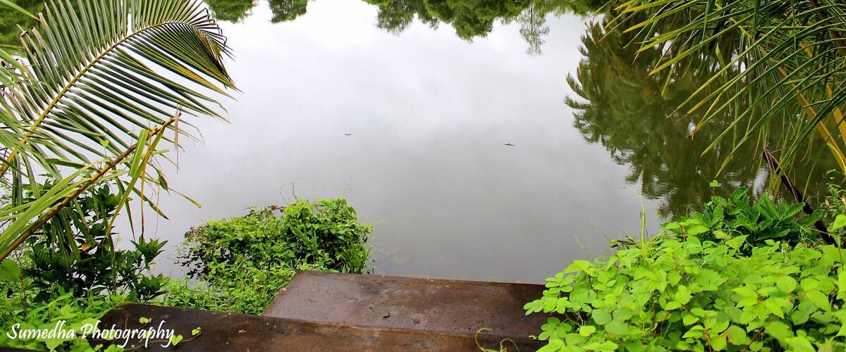 A calm lake surrounded by lush greenery and palm trees.