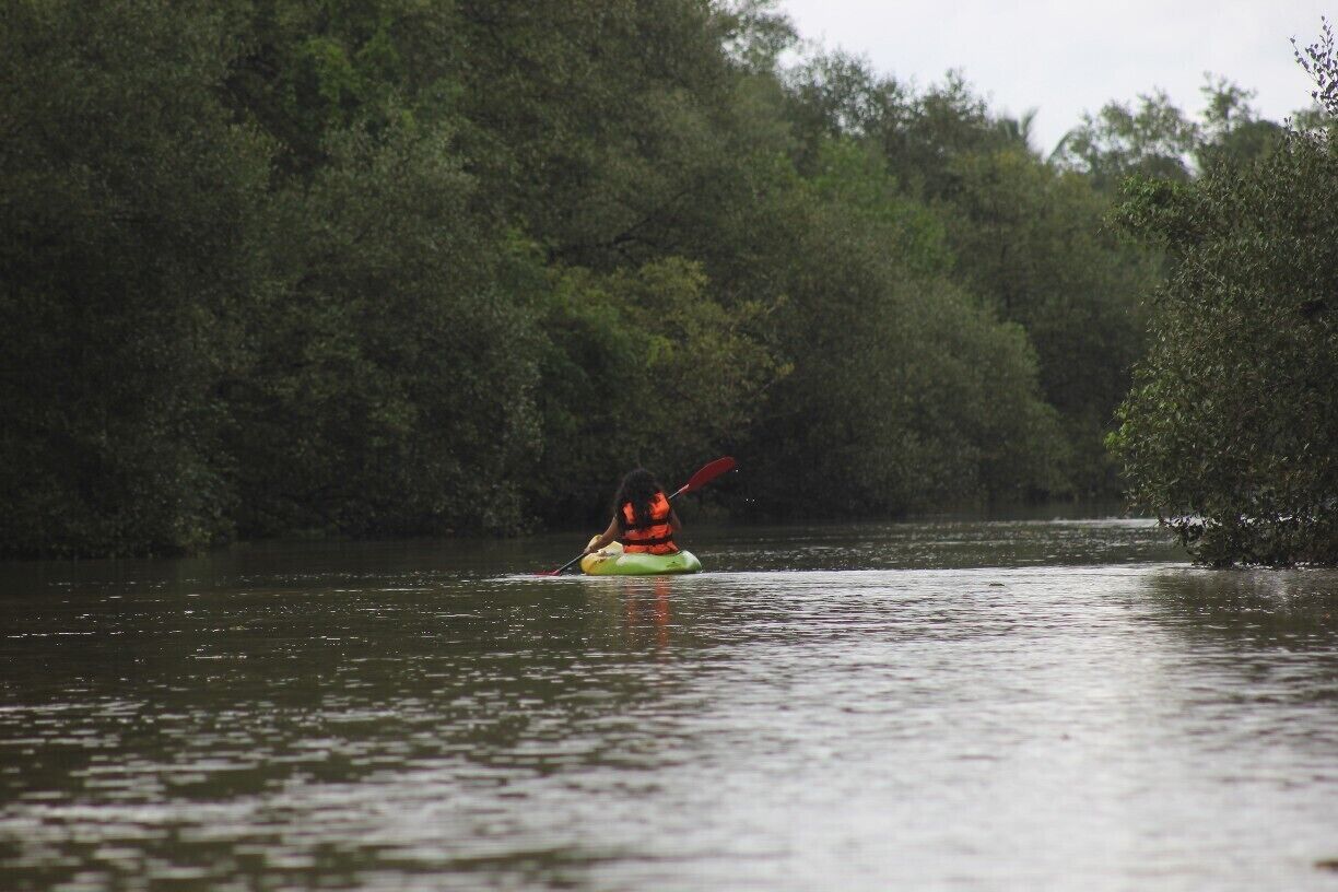Kayaking through the backwater creek amongst the mangroves, with the company of just singing and flying peacocks & kingfishers in the laid back village of Goa named Aldona was the most serine experience. The hosts of Cancio's house can take you through this experience. 