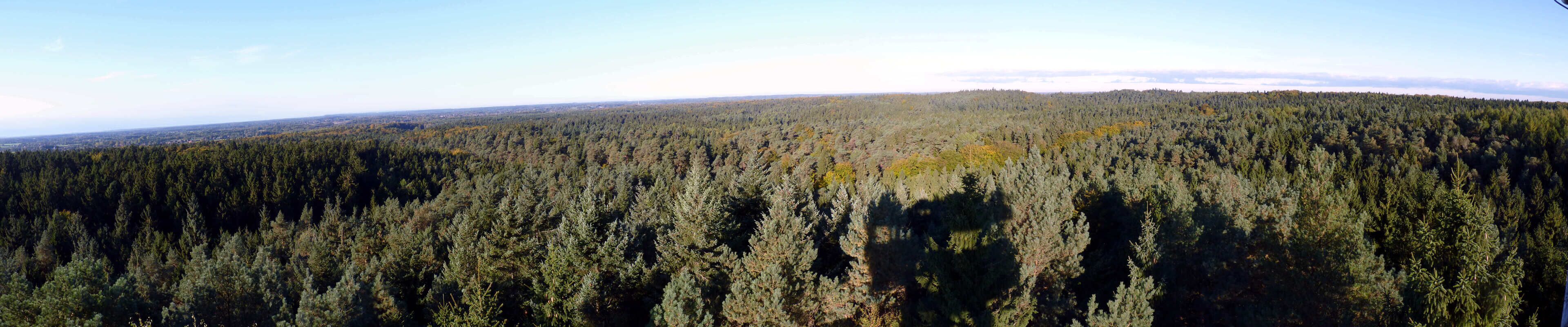 A dense forest with a clear sky.