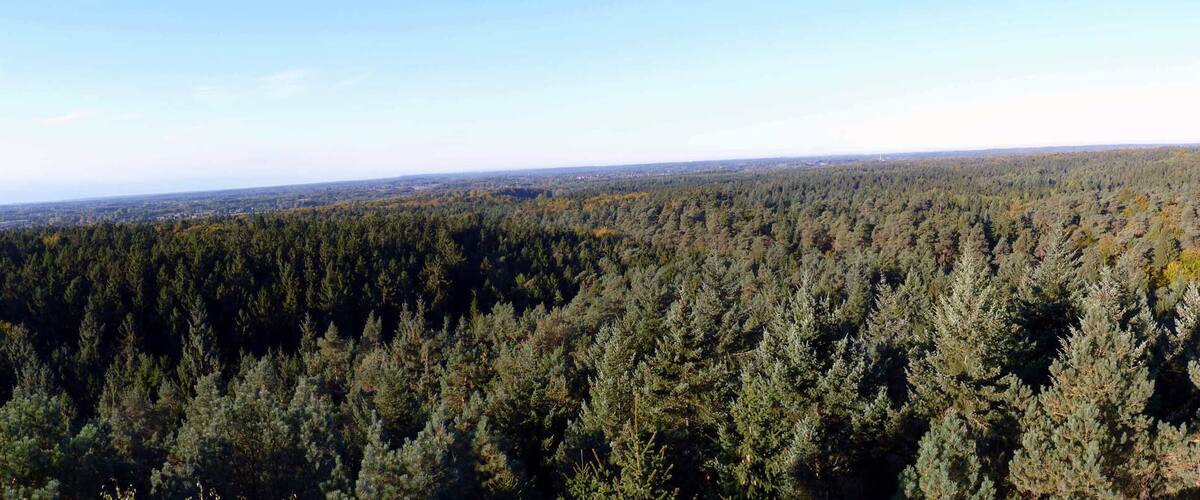 A dense forest with a clear sky.