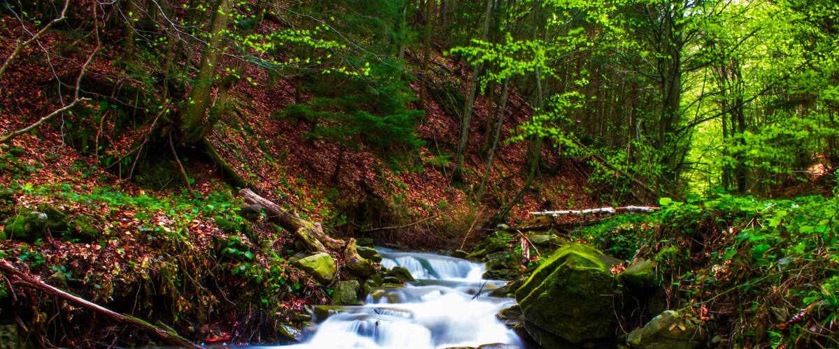 A forest stream with rocks and foliage.