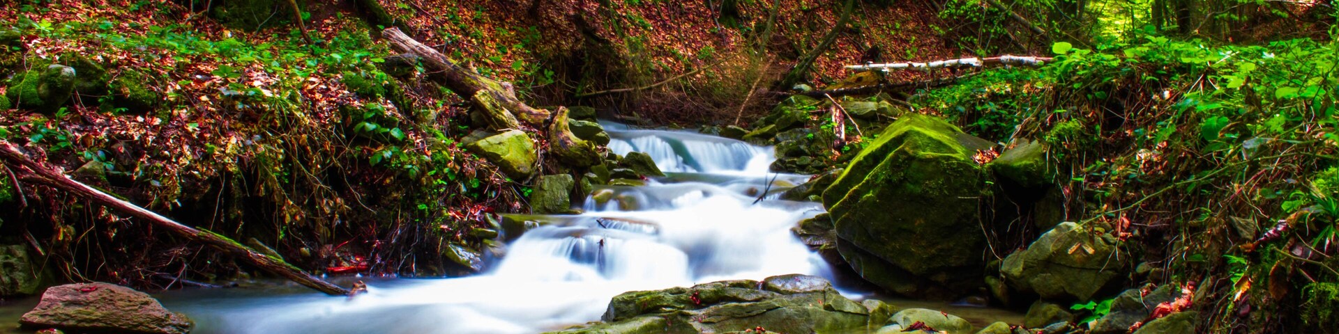 A forest stream with rocks and foliage.