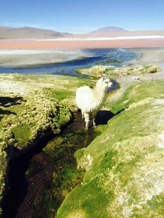 Three day jeep tour from San Pedro de Atacama (Chile) to Uyuni (Bolivia). End of first day Laguna Colorada and llamas.  