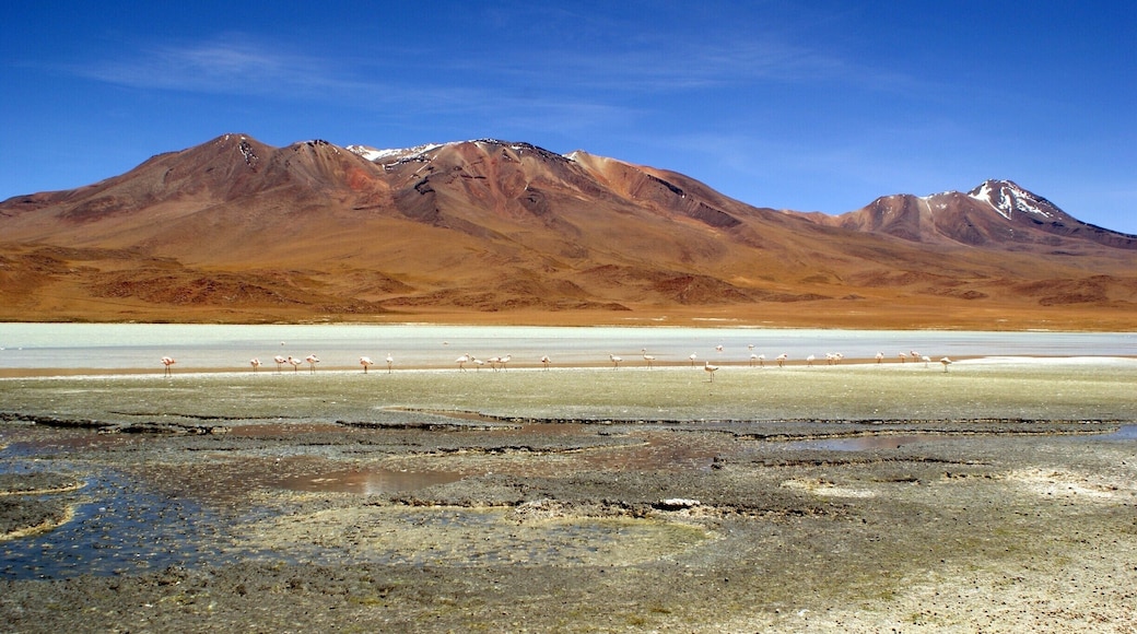 Watching the flamingos in Laguna Hedionda in southern Bolivia (one of the many lasagnas on the Bolivia Salt Flats tour). http://adventurej.com/2014/02/24/southern-bolivia-photo-essay/