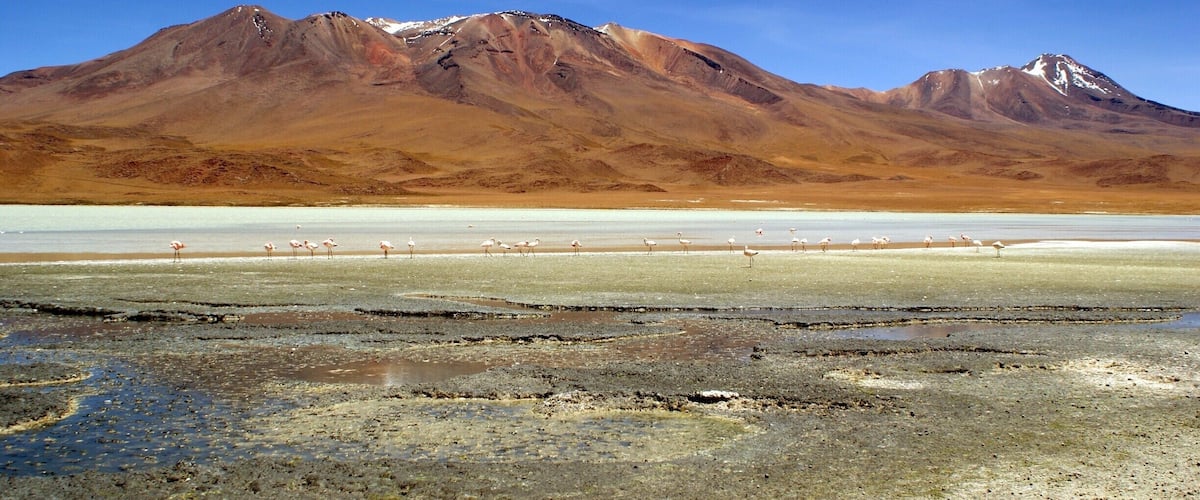 Watching the flamingos in Laguna Hedionda in southern Bolivia (one of the many lasagnas on the Bolivia Salt Flats tour). http://adventurej.com/2014/02/24/southern-bolivia-photo-essay/