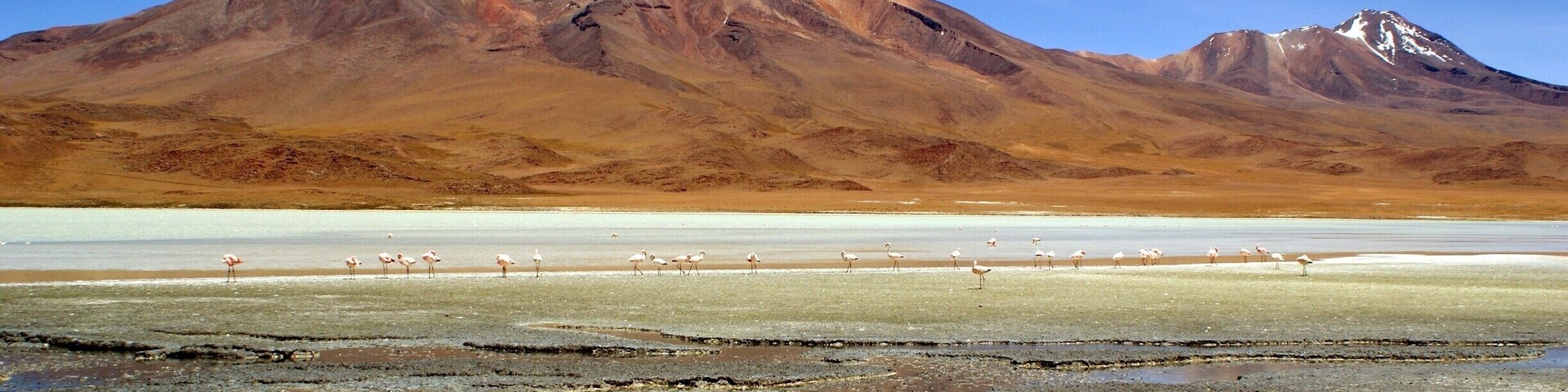 Watching the flamingos in Laguna Hedionda in southern Bolivia (one of the many lasagnas on the Bolivia Salt Flats tour). http://adventurej.com/2014/02/24/southern-bolivia-photo-essay/