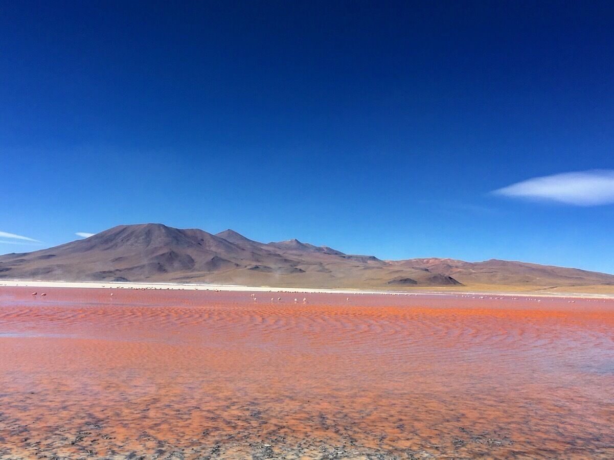 Laguna Colorada ( #Red Lagoon in English ) is a shallow salt lake in the southwest of the altiplano of Bolivia, close to the border with Chile. The lake contains borax islands, whose white color contrasts with the reddish color of its waters, which is caused by #red sediments and pigmentation of some algae!