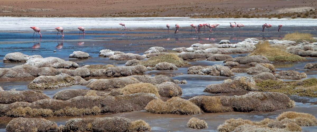 Situated in the Avaroa National Park, this attraction was part of a four day Jeep tour from Tupiza to Uyuni.
So many different colors here, the white from the sulphur and green from the moss, yellow and red from the grasses. Combined with the many flamingos gracing the lake, I found this lake to be one of the most interesting and most beautiful lakes in the park. There is something surreal about a lake in the middle of a desert.