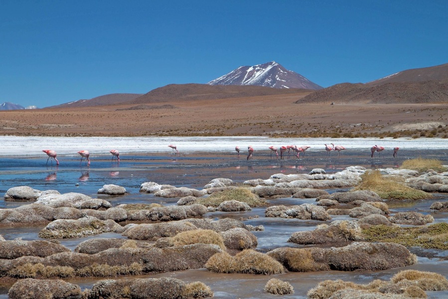 Situated in the Avaroa National Park, this attraction was part of a four day Jeep tour from Tupiza to Uyuni.
So many different colors here, the white from the sulphur and green from the moss, yellow and red from the grasses. Combined with the many flamingos gracing the lake, I found this lake to be one of the most interesting and most beautiful lakes in the park. There is something surreal about a lake in the middle of a desert.