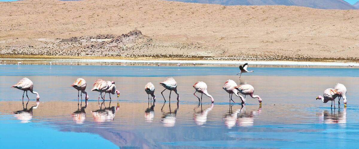 Flamingos wading in a shallow water body with a mountain in the background.
