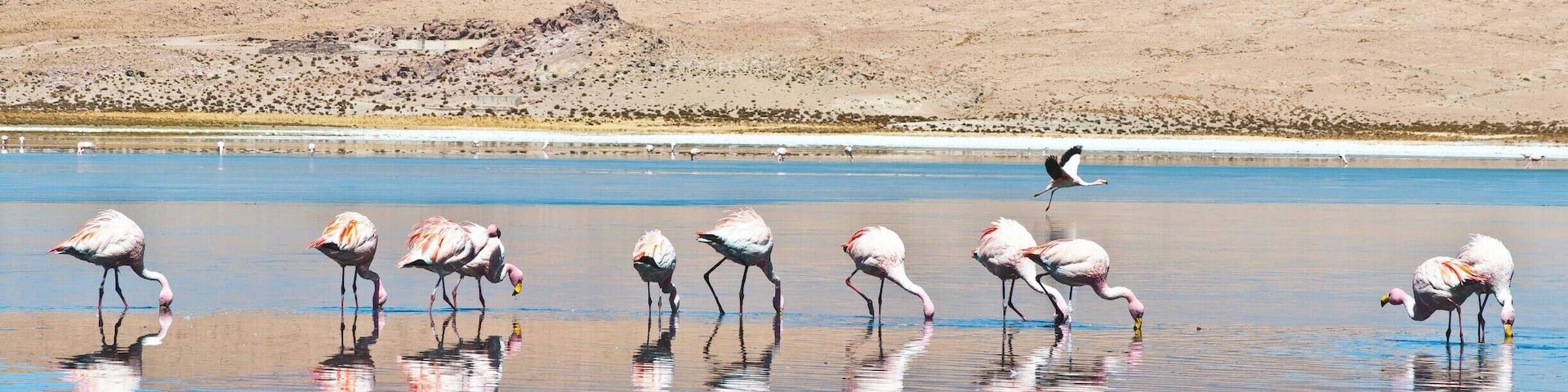 Flamingos wading in a shallow water body with a mountain in the background.