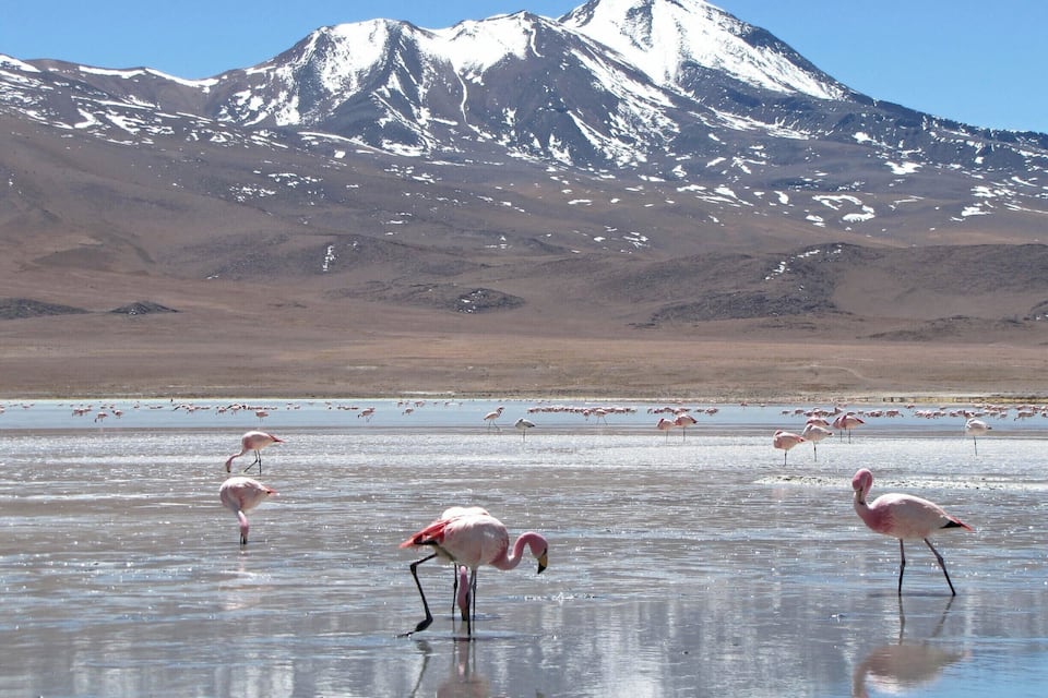 A snowy mountain range in the background with flamingos in a shallow water body in the foreground.
