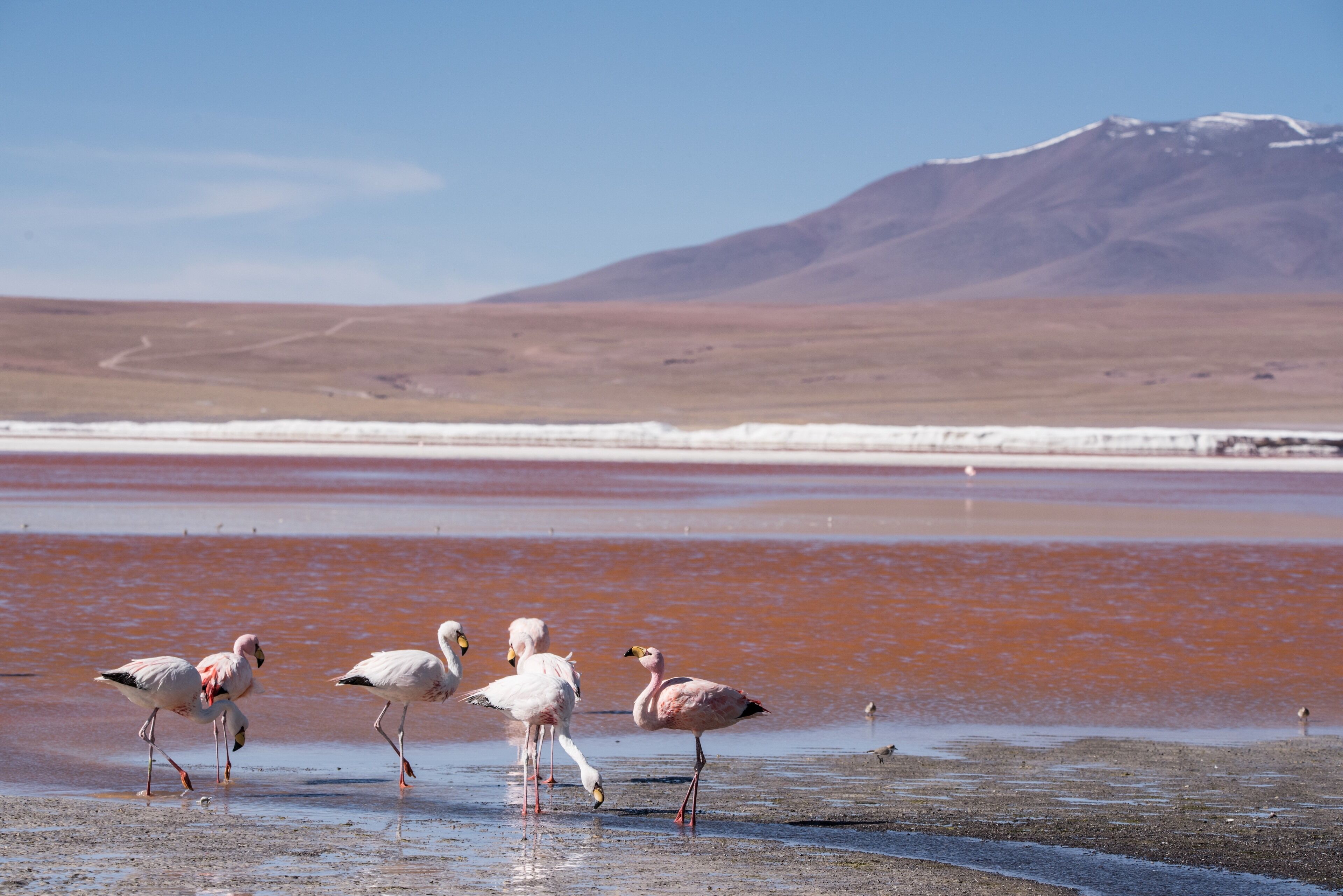 Flamingo conservation in northern Chile and Bolivian altiplano is one of the most important undergoing work. Most of the flamingo species are on the verge of extinct. Controlled tourism is the only way to protect the biosphere of this remote land. I felt simply lucky to witness these exotic creatures. Always dreamt of seeing them for real.