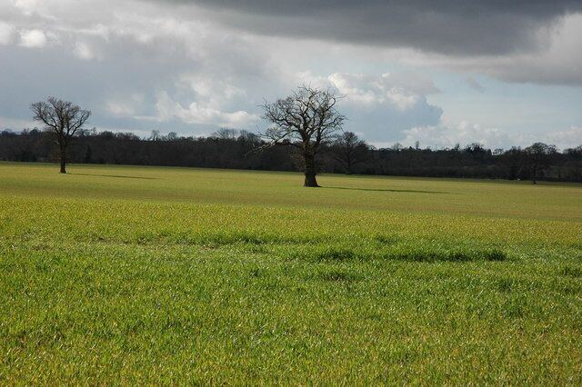 Oak trees in a cereal field, Birtsmorton These oak trees probably mark the line of an old hedgerow.