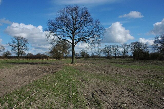 Trees on Longdon Marsh This tree is on the route of a footpath and indicated the line of a former hedgerow.