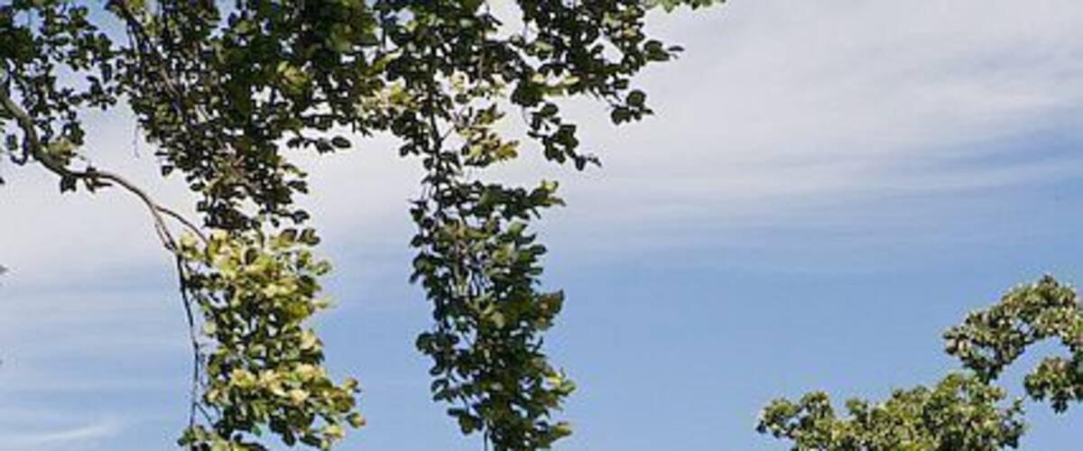 Path through Grove Gardens, Hythe. These gardens are behind The Grove which is a local government building. 514712 can be seen in front of Southampton Water.