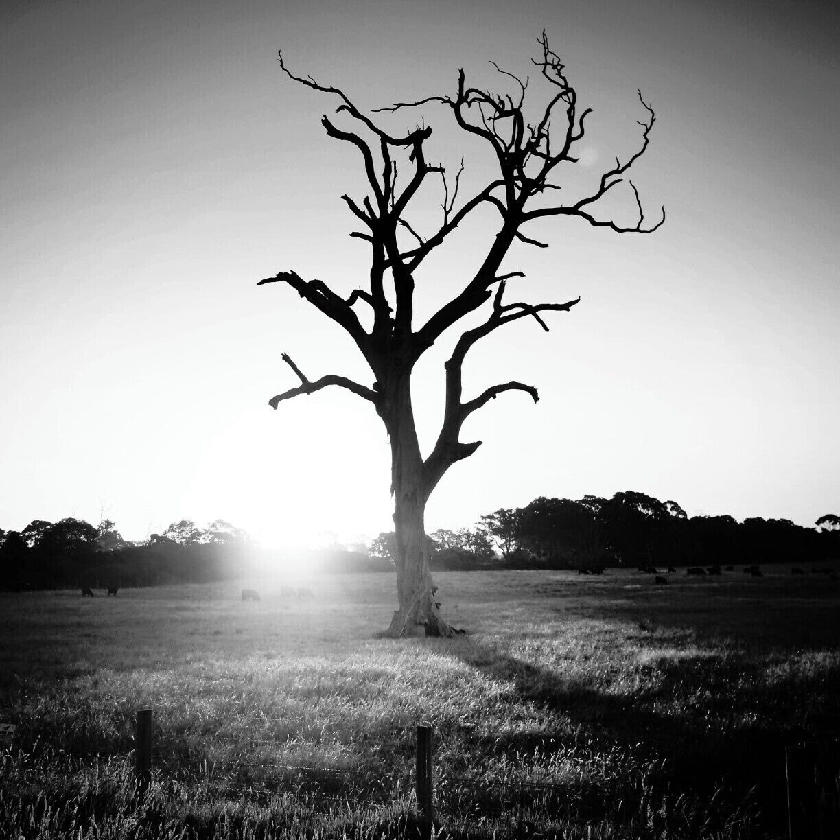 I've driven past this tree on the Western Port Highway many times. On this particular trip I made a last minute decision to make a u-turn and pull over to take this photo at sunset.