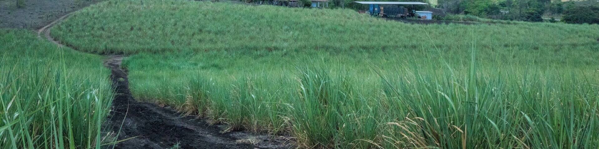 Sugar cane fields in Nossa Senhora do Socorro near SE-235. I'm not sure which church is to the center left but there was no time to explore. #BVStrove