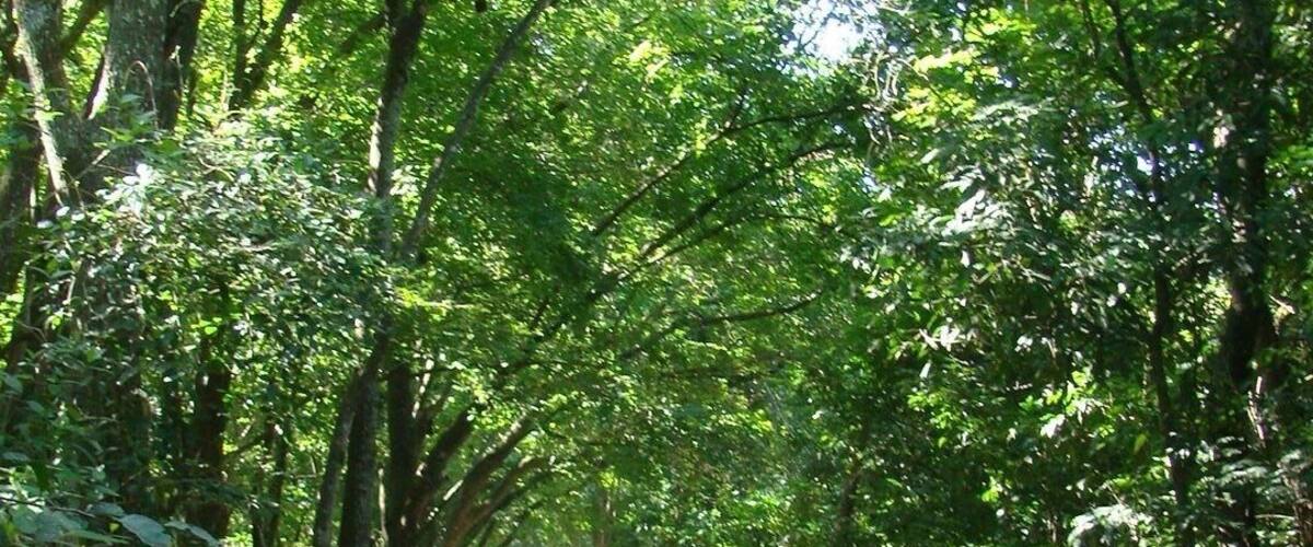 A forested path with dense green foliage and sunlight filtering through the trees.