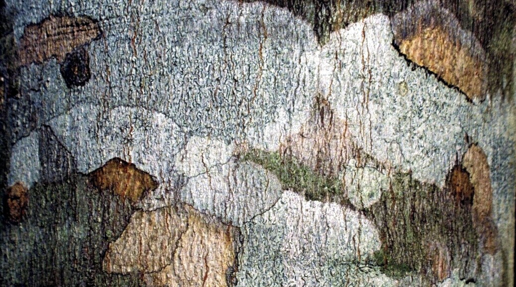 #bark #tree #arvore #casca
Bark detail of Rubber tree
The trees of my journeys - VIII
Poem by Pedro Veludo
Translation by Jorge Veludo
I observe the harmony with which
your trunk sustains its branches.
Scratching you ever so lightly,
I inhale the sap of your entrails.
I feel inebriated. Your body
awakens in me unsuspected
sensualities. A stranger walks
by. Solemn, I step back and
examine you with a calculated
cataloguing pose. Did he ...
notice? I take leave. bidding you
good-bye with a sideways look.
Detalhe de casca de Seringueira
As árvores do meu caminho - VIII
Poema de Pedro Veludo
Observo a harmonia com que o teu tronco sustém as ramagens. Arranho-te ao de leve e cheiro a seiva das tuas entranhas. Sinto-me inebriado. Teu corpo desperta em mim sensualidades ignoradas. Um desconhecido passa. Sério, recuo alguns passos e examino-te com fingido ar catalogador. Ele... terá reparado? Retiro-me, despedindo-me de ti com um olhar de soslaio.