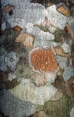 #bark #tree #arvore #casca
Bark detail of Rubber tree
The trees of my journeys - VIII
Poem by Pedro Veludo
Translation by Jorge Veludo
I observe the harmony with which
your trunk sustains its branches.
Scratching you ever so lightly,
I inhale the sap of your entrails.
I feel inebriated. Your body
awakens in me unsuspected
sensualities. A stranger walks
by. Solemn, I step back and
examine you with a calculated
cataloguing pose. Did he ...
notice? I take leave. bidding you
good-bye with a sideways look.
Detalhe de casca de Seringueira
As árvores do meu caminho - VIII
Poema de Pedro Veludo
Observo a harmonia com que o teu tronco sustém as ramagens. Arranho-te ao de leve e cheiro a seiva das tuas entranhas. Sinto-me inebriado. Teu corpo desperta em mim sensualidades ignoradas. Um desconhecido passa. Sério, recuo alguns passos e examino-te com fingido ar catalogador. Ele... terá reparado? Retiro-me, despedindo-me de ti com um olhar de soslaio.